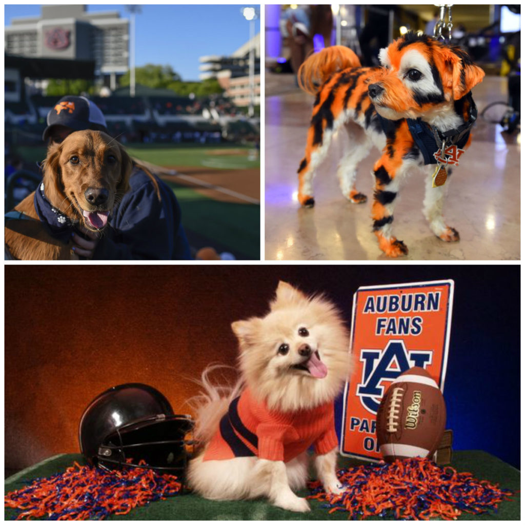 Chiens fans des Auburn Tigers