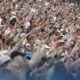 Les comptes à suivre sur l'expérience fan